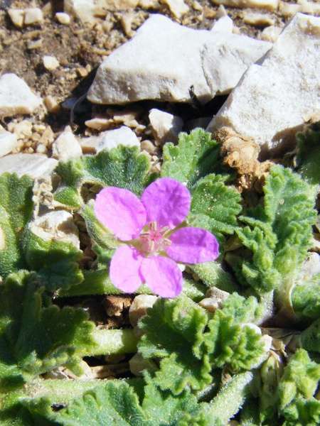 Erodium de Chios (Crédits : Julien Bonnaud - Natural Solutions)