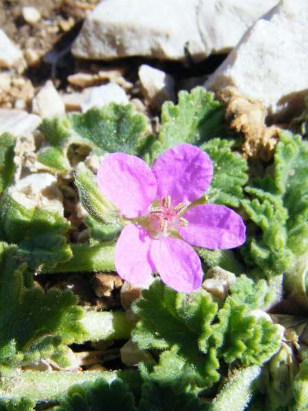 Erodium de Chios (Crédits : Julien Bonnaud - Natural Solutions)