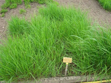 Calamagrostide argentée (crédits Daderot)