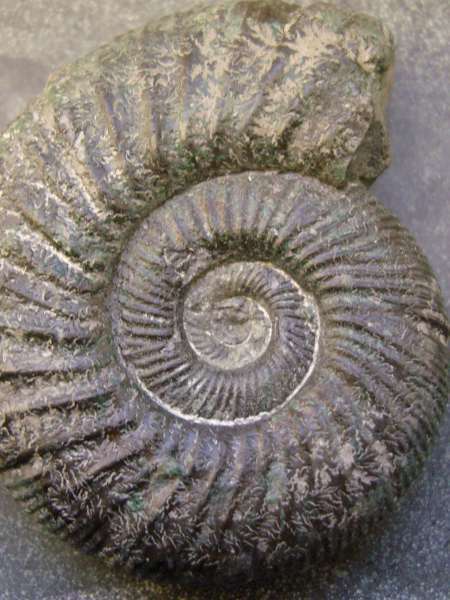Ammonite (Crédits : Gorissen.M - Flickr)