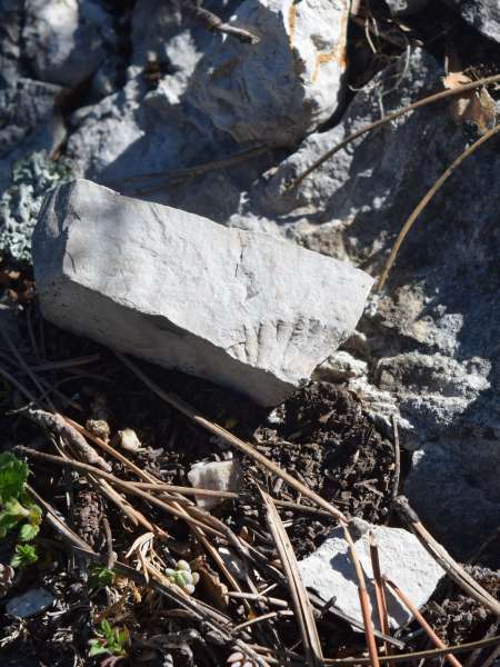 Ammonite - balade des Gorges du Riou (Crédits : Sabine Meneut)