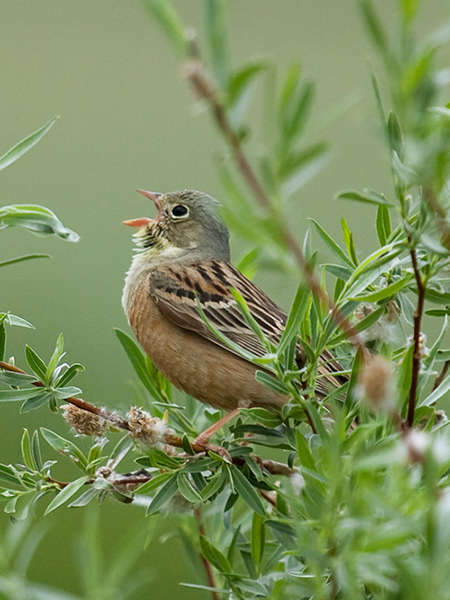 Bruant ortolan (Crédits: Sergey Pisarevskiy - flickr)