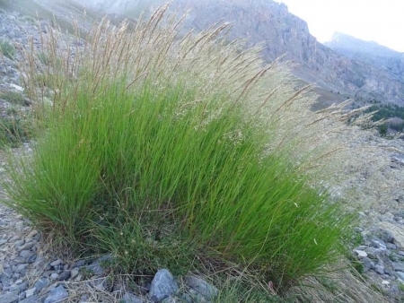 Calamagrostide argentée (crédits Olive Titus)