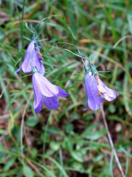 Campanule de Scheuchzer (Crédits : Cyril Gautreau)
