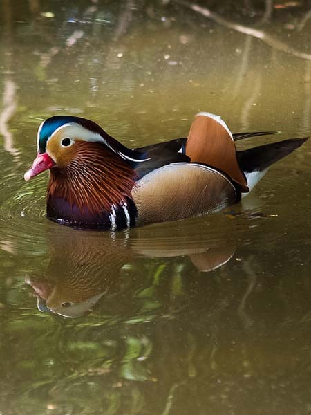 Canard-Mandarin---crédit-Ihagee86