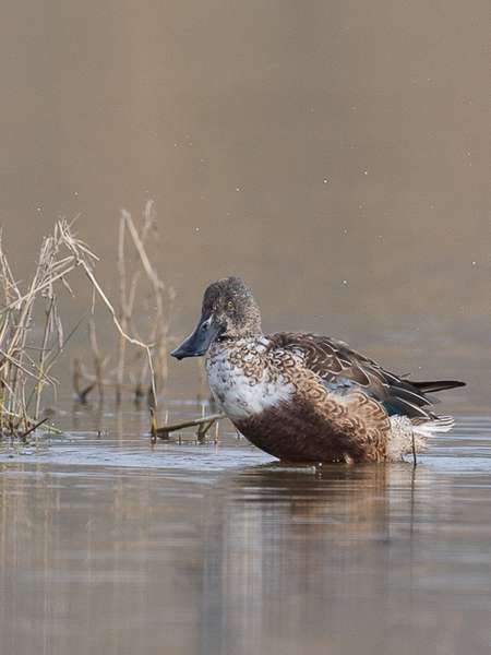 Canard souchet, femelle (Crédits: Guy Magrin)