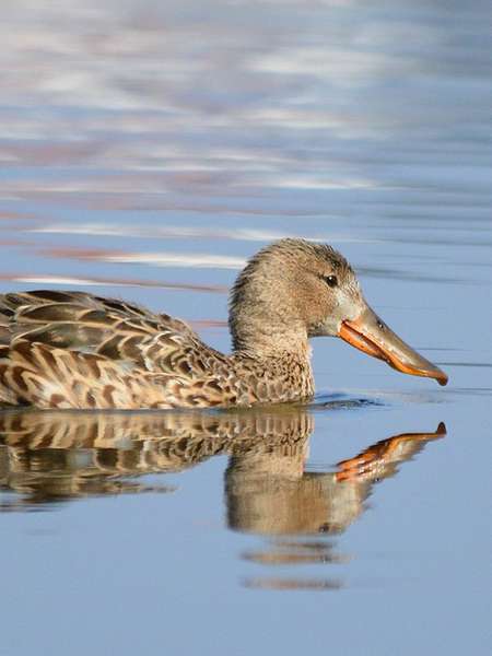 Canard souchet, femelle (Crédits: Luciano_95)