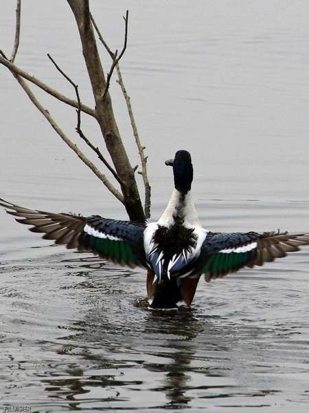 Canard souchet (mâle)