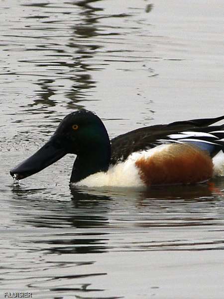 Canard souchet (mâle)