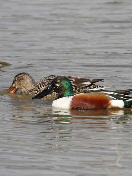 Canard souchet (mâle et femelle)