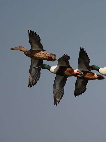 Canard souchet en vol (Crédits: Luciano_95)