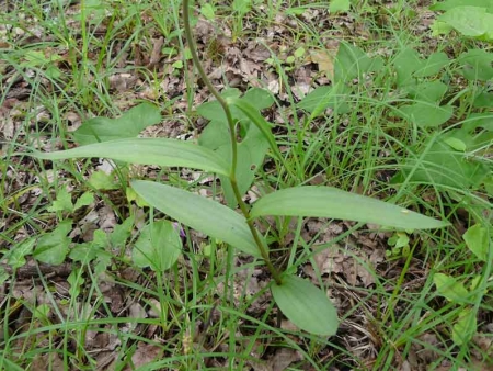 Céphalanthère rouge (crédits Pere Igor)
