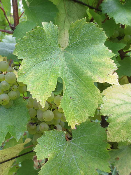 Chardonnay-Cépage---credit- atelier nature