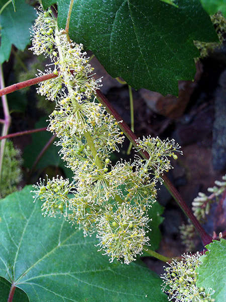 Vigne de chardonnay -credit Atelier nature