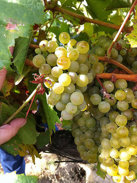 Vigne de chardonnay -credit Atelier nature