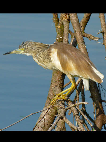 Crabier chevelu (Crédits: Bernard Dupont - flickr)