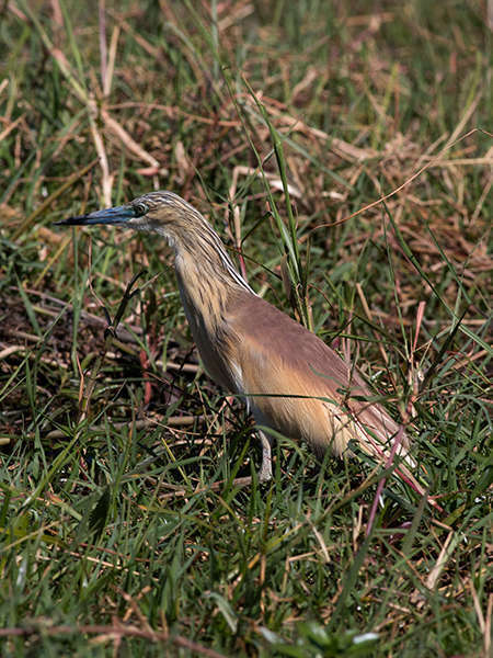 Crabier chevelu (Crédits: Lip kee - flickr)