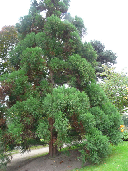 Cryptomeria du Japon (crédits Loz Pycock)