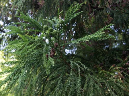 Cryptomeria du Japon (crédits Jebulon)