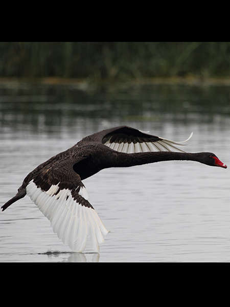 Cygne noir (Crédits: Ed Dunens - flickr)