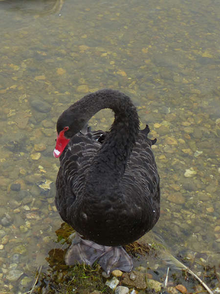Cygne noir (Crédits: Stéphanie Ritz)