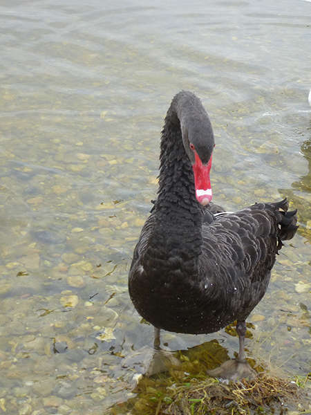 Cygne noir (Crédits: Stéphanie Ritz)