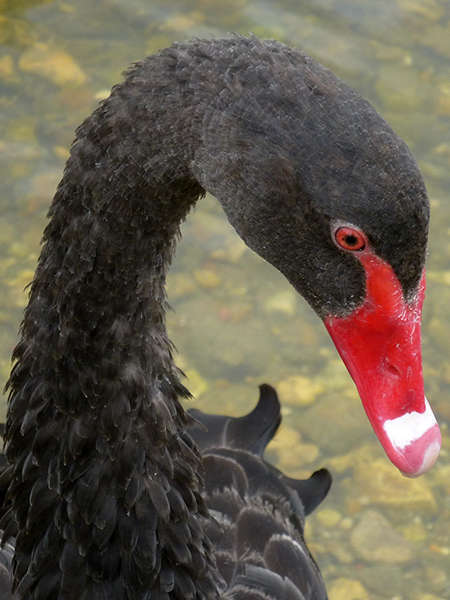 Cygne noir (Crédits: Stéphanie Ritz)