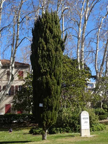Cyprès de Provence pointu, Crédits : FG