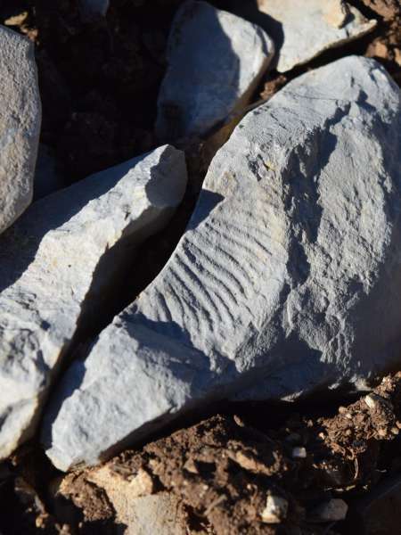 Ammonite - balade des Gorges du Riou (Crédits : Sabine Meneut)