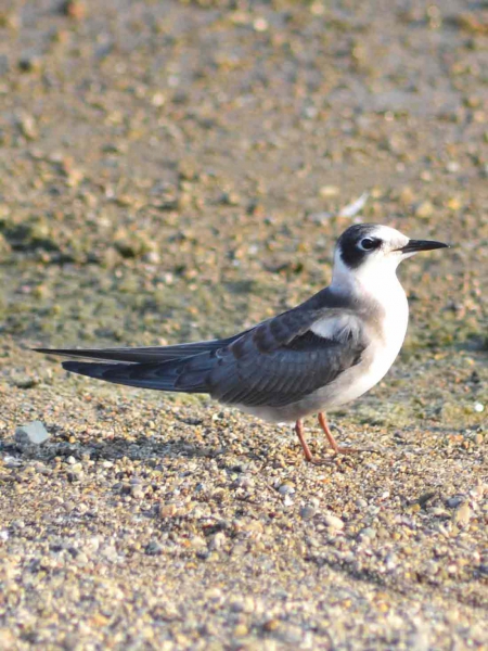 Guifette-noire-Juvenile---credit-Andrew-C
