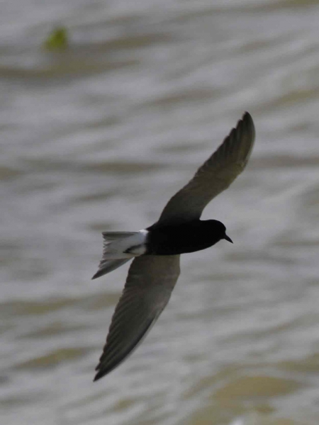 Guifette-noire-vol---credit-Paul-Hurtado