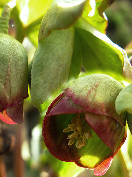 Hellébore fétide (Crédits: Jacinta lluch valero - flickr)