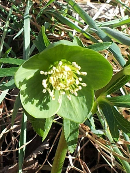 Hellébore vert (Crédits: Esther Westerveld - Flickr)