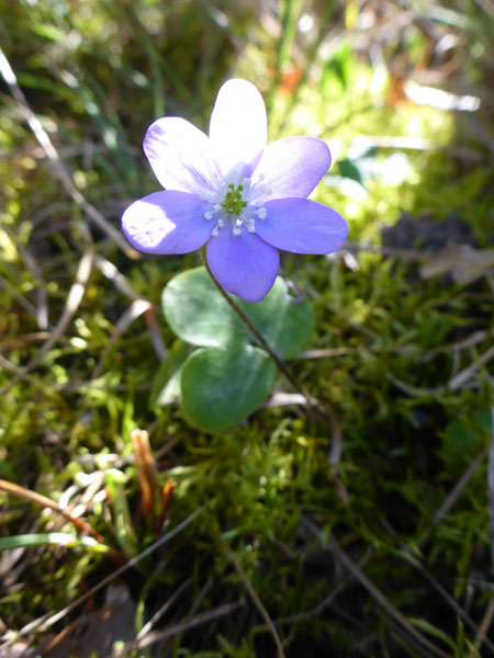 Hepatica nobilis (crédit: Toulourenc Horizon)