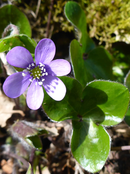 Hepatica nobilis (crédit: Toulourenc Horizon)