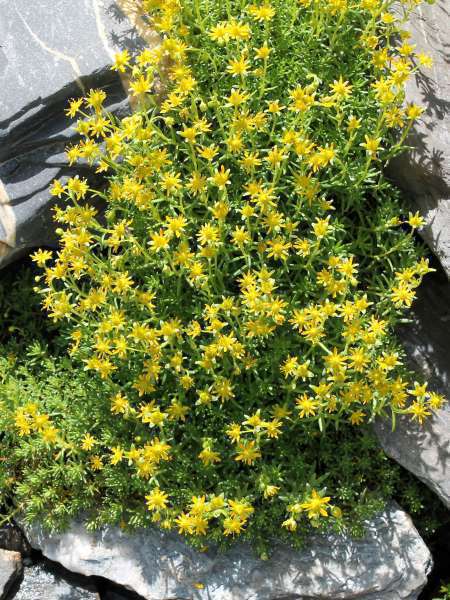 Saxifrage faux-orpin (Crédits : Léa Charbonnier)