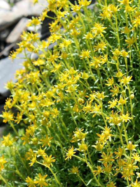 Saxifrage faux-orpin (Crédits : Léa Charbonnier)