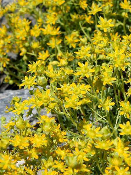 Saxifrage faux-orpin (Crédits : Léa Charbonnier)
