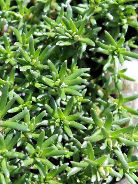 Saxifrage faux-orpin (Crédits : Léa Charbonnier)