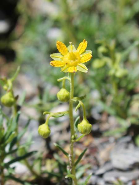Saxifrage faux-orpin (Crédits : Léa Charbonnier)