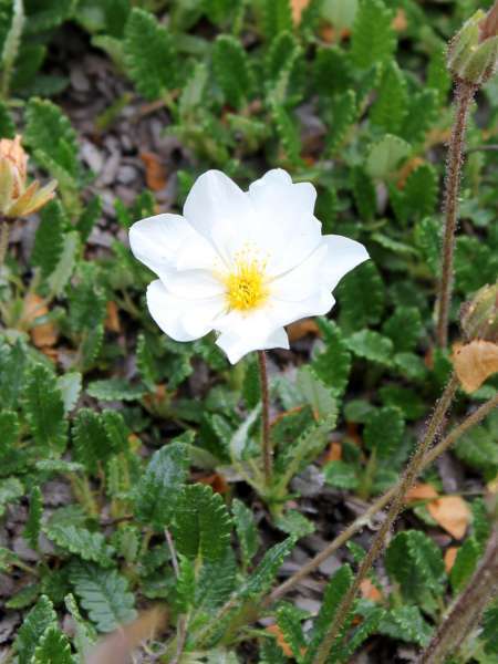 Dryade à huit pétales - fleur (Crédits : Léa Charbonnier)