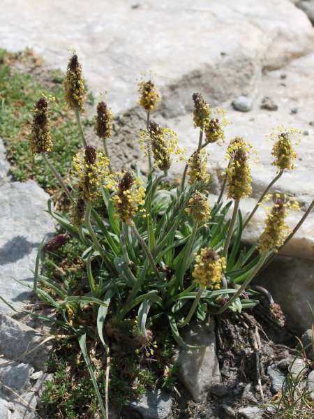 Plantain des Alpes (Crédits : Léa Charbonnier)