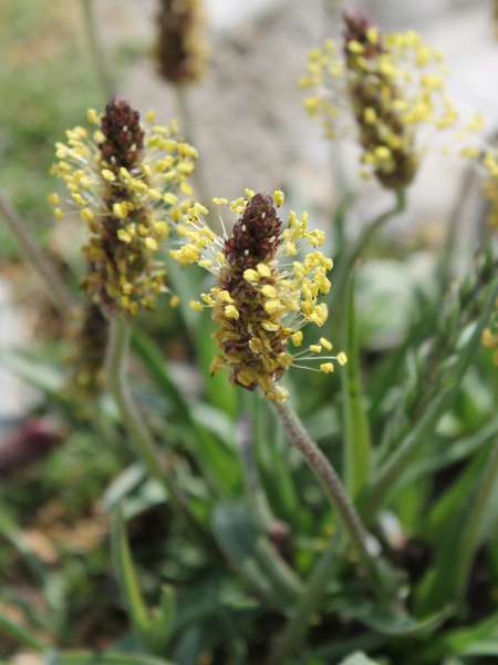 Plantain des Alpes (Crédits : Léa Charbonnier)