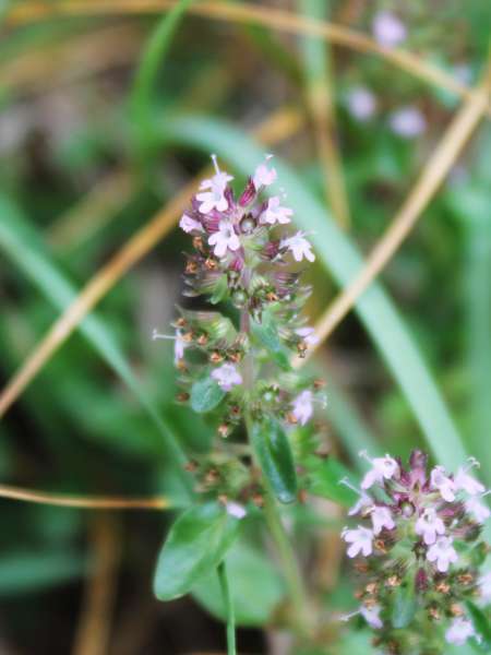 Thym à pilosité variable (Crédits : Léa Charbonnier)