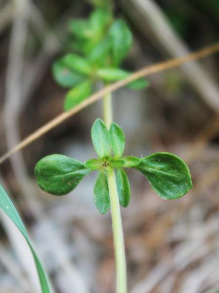 Thym à pilosité variable (Crédits : Léa Charbonnier)