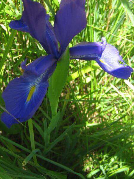 Iris des Pyrénées (crédits: evelyne Liauzun)