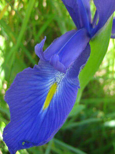 Iris des Pyrénées (crédits: evelyne Liauzun)