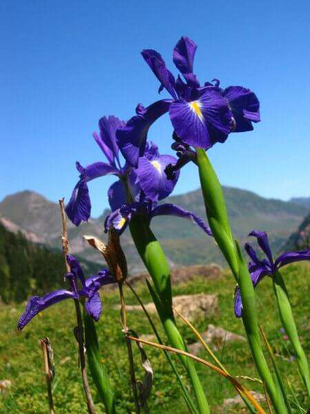 Iris des Pyrénées (crédits: Flickr_stéphane goldstein)