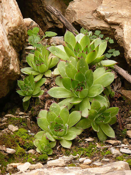 Jourbarbe des toits credit Atelier nature