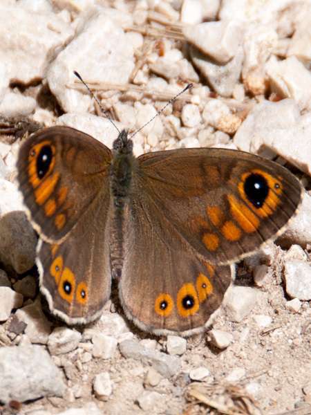 Lasiommata maera ©Paul Asman and Jill Lenoble - Flickr